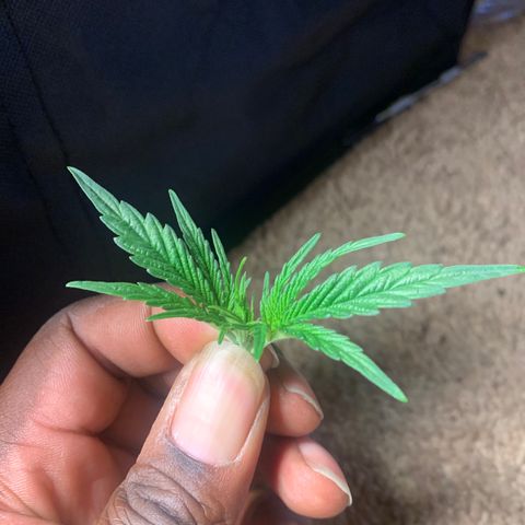 2nd Gen growlog photo: 1st round of High Stress training: Topping. I know she will be able to recover from this. 