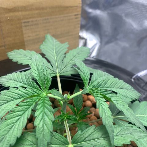 2nd Gen growlog timeline photo