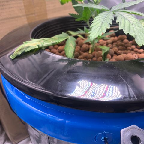 2nd Gen growlog timeline photo