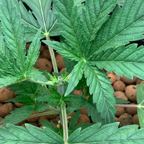 2nd Gen growlog timeline photo