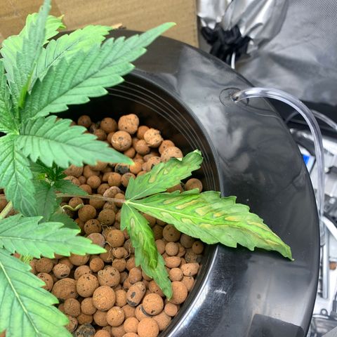 2nd Gen growlog timeline photo