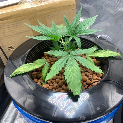 2nd Gen growlog timeline photo