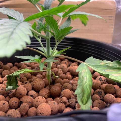 2nd Gen growlog timeline photo