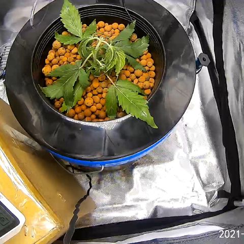 2nd Gen growlog photo: 24hrs after topping she went into super shock. May have started her HST too early. 