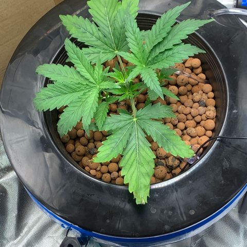 2nd Gen growlog timeline photo