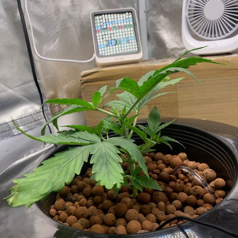 2nd Gen growlog timeline photo