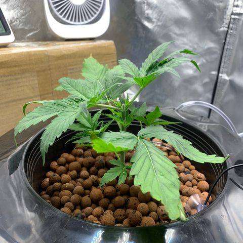 2nd Gen growlog timeline photo