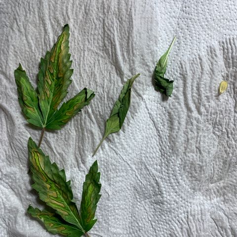 2nd Gen growlog timeline photo