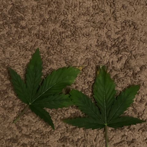 2nd Gen growlog timeline photo