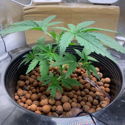 2nd Gen growlog timeline photo