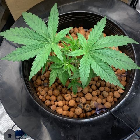 2nd Gen growlog timeline photo