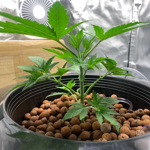 2nd Gen growlog timeline photo