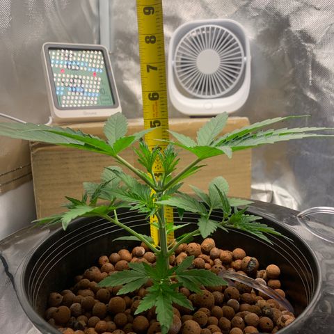 2nd Gen growlog timeline photo