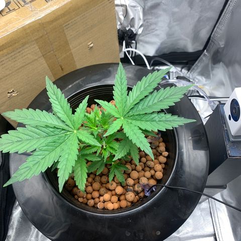 2nd Gen growlog timeline photo