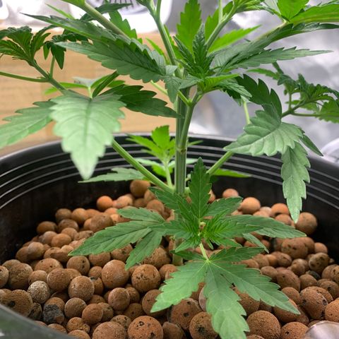 2nd Gen growlog timeline photo