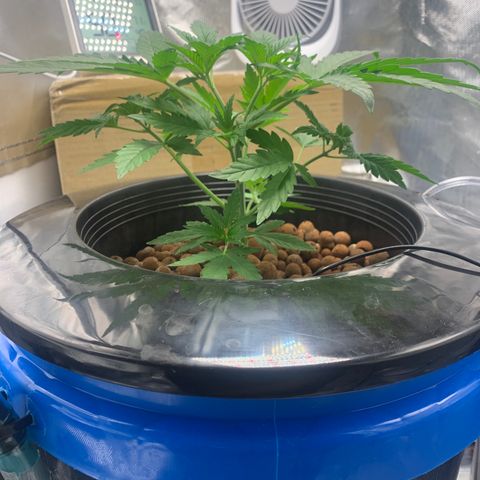 2nd Gen growlog timeline photo
