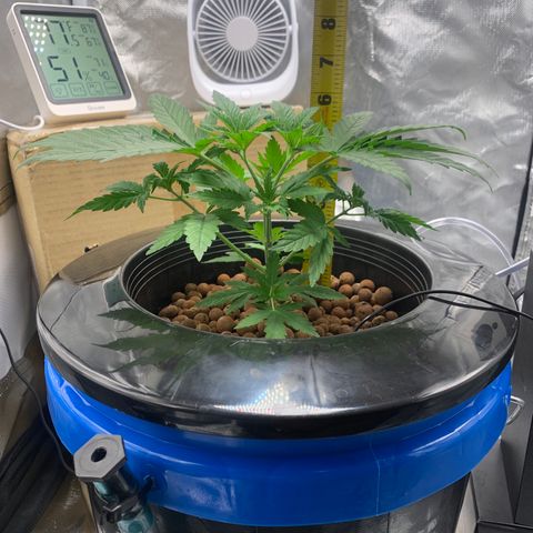 2nd Gen growlog timeline photo