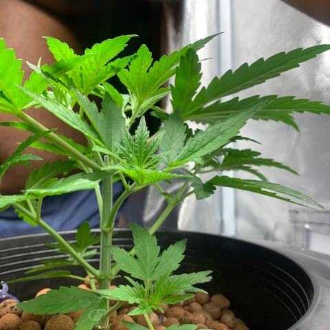 2nd Gen growlog timeline photo