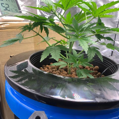 2nd Gen growlog timeline photo