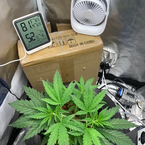 2nd Gen growlog timeline photo
