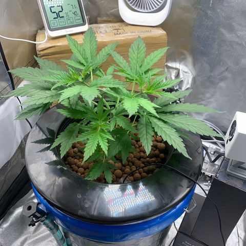 2nd Gen growlog timeline photo