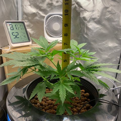 2nd Gen growlog timeline photo