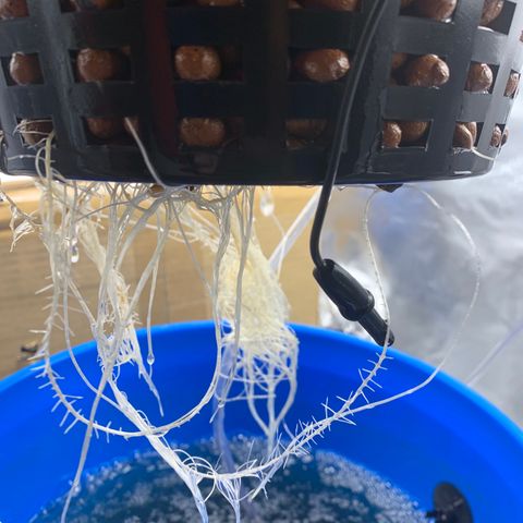 2nd Gen growlog photo: Root development on full