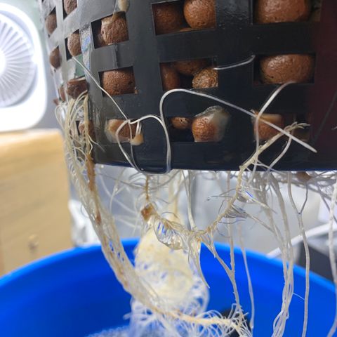 2nd Gen growlog photo: Root development on full