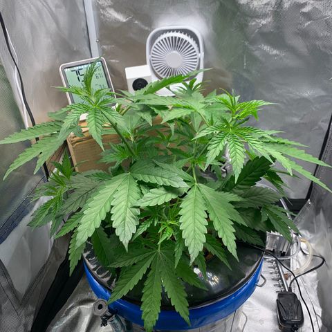 2nd Gen growlog timeline photo
