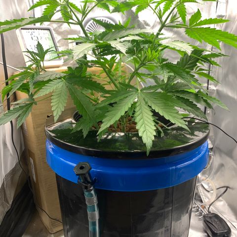 2nd Gen growlog timeline photo