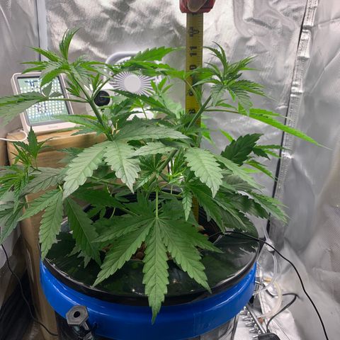 2nd Gen growlog timeline photo