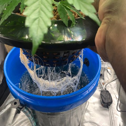 2nd Gen growlog photo: Root structure is amazing