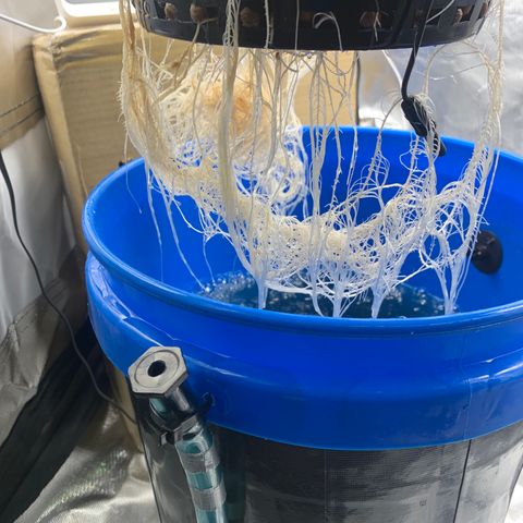 2nd Gen growlog photo: Root structure is amazing