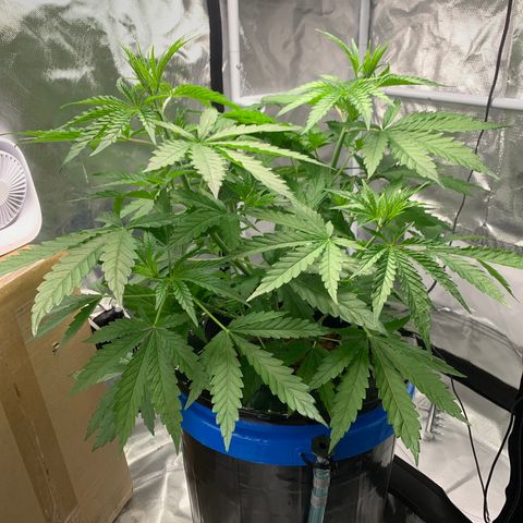 2nd Gen growlog timeline photo