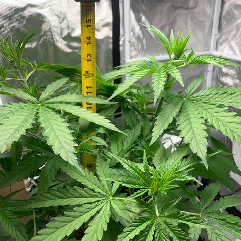 2nd Gen growlog timeline photo