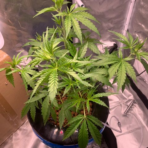 2nd Gen growlog timeline photo