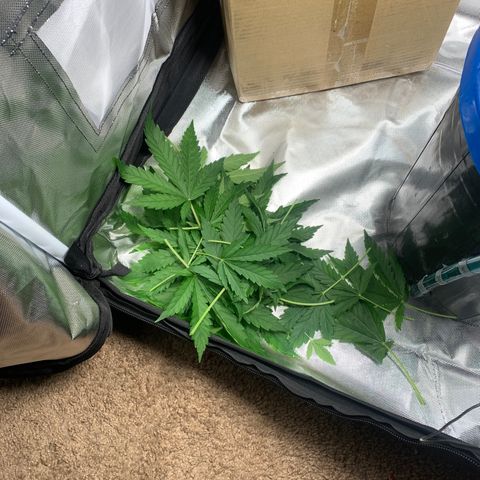 2nd Gen growlog timeline photo