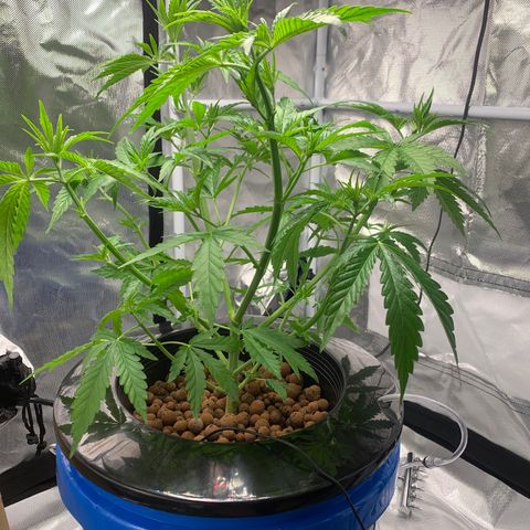 2nd Gen growlog photo: After a lil trim