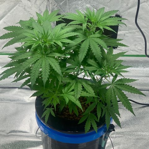 2nd Gen growlog timeline photo