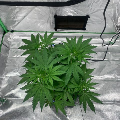 2nd Gen growlog timeline photo