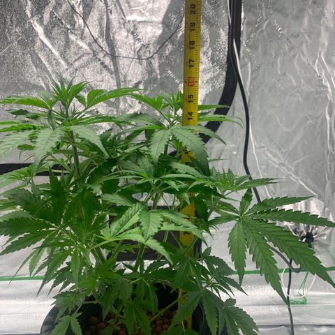 2nd Gen growlog timeline photo
