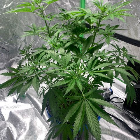 2nd Gen growlog timeline photo