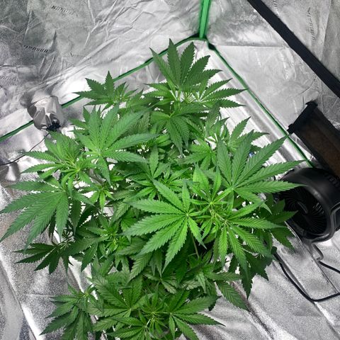 2nd Gen growlog timeline photo