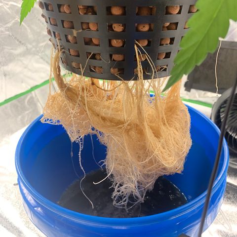 2nd Gen growlog timeline photo