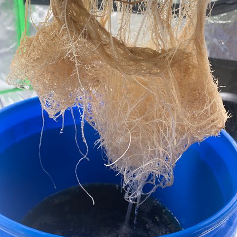 2nd Gen growlog timeline photo