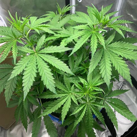 2nd Gen growlog timeline photo