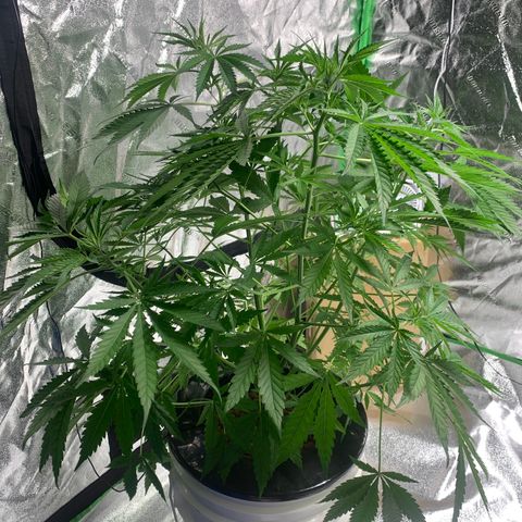 2nd Gen growlog timeline photo