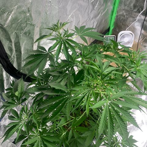 2nd Gen growlog timeline photo