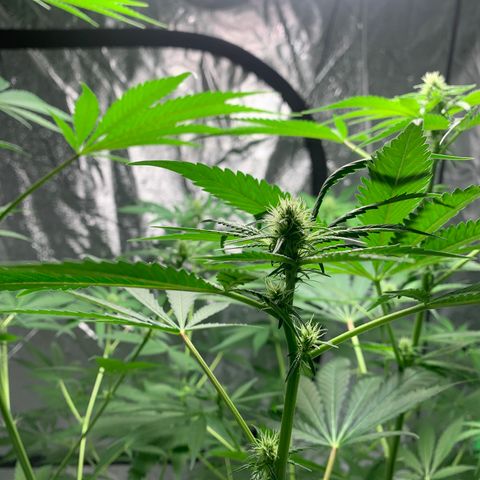 2nd Gen growlog timeline photo
