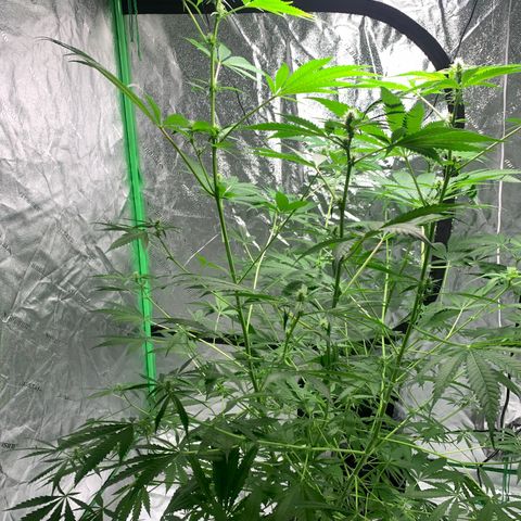 2nd Gen growlog timeline photo